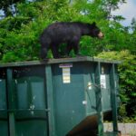 black bear on job 111