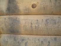 Mold and mildew on log walls