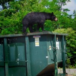black bear on jobsite
